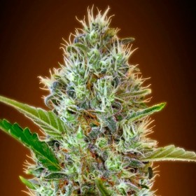 SOMANGO FEMINIZADA.
