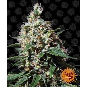 PEPPERMINT KUSH