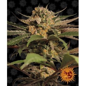 VIOLATOR KUSH