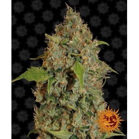 CHRONIC THUNDER