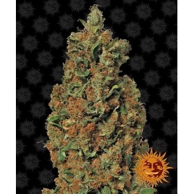 RED DIESEL