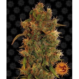 8 BALL KUSH