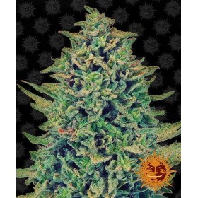 CBD BLUE SHARK
