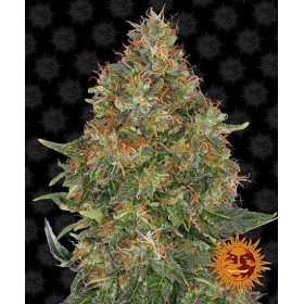 PINEAPPLE EXPRESS AUTO