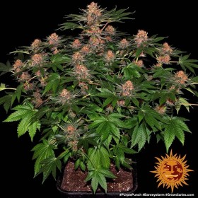 PURPLE PUNCH AUTO