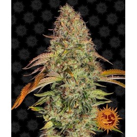 ZKITTLEZ OG AUTO