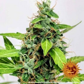 LSD AUTO