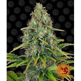 BLUEBERRY CHEESE AUTO