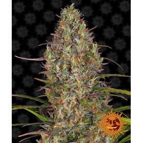 GLUE GELATO AUTO
