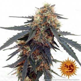 TANGERINE DREAM AUTO