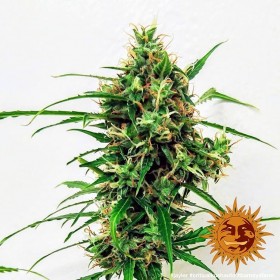 CRITICAL KUSH AUTO