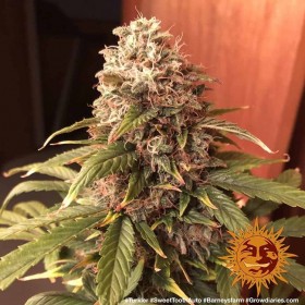 SWEET TOOTH AUTO