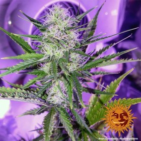 NYC DIESEL AUTO