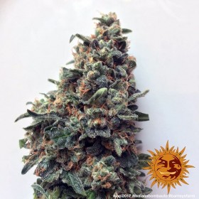 MALANA BOMB AUTO