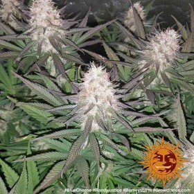 BLUEBERRY CHEESE