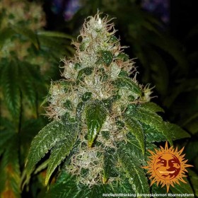AMNESIA LEMON