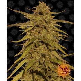 PINEAPPLE HAZE - REGULAR