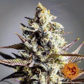 CRITICAL KUSH - REGULAR
