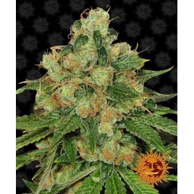 CBD CARAMEL - REGULAR