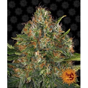 G13 HAZE - REGULAR
