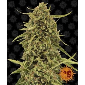 WIDOW REMEDY - REGULAR