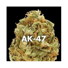 AK 47 FEMINIZADA