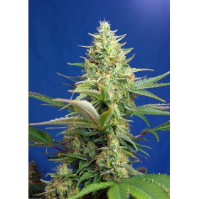 SWEET PURE AUTO CBD