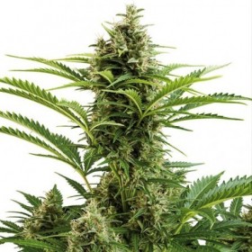 BUDDHA VESTA AUTO