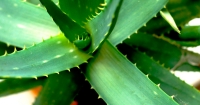 ALOE VERA: Beneficios y como utilizarla