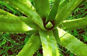 Plantas Medicinales