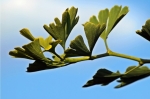 Ginkgo biloba: propiedades, beneficios y usos 