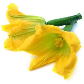 Flor de Calabacín