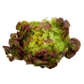 Lechuga Hoja de Roble