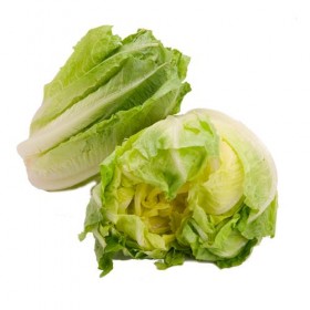 Lechuga Romana