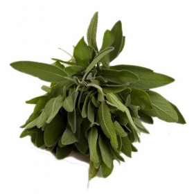 Salvia Fresca