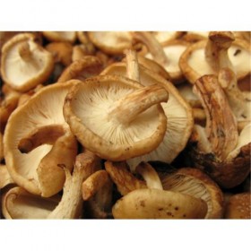 shitake