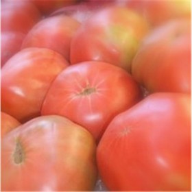 Tomate Rosa