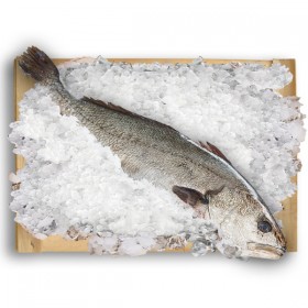 Corvina Nacional