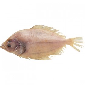 Gallo de Ración