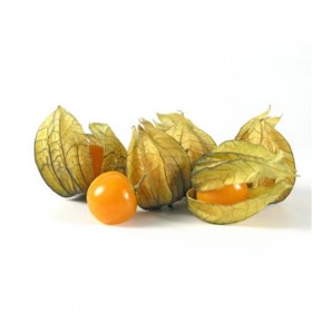 Alquejenje Physali