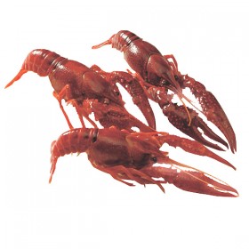 Cangrejos de Rio