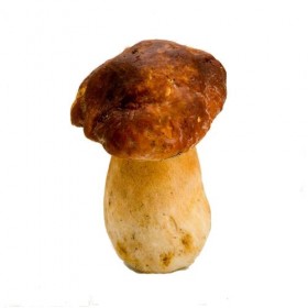 Boletus