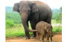Sri Lanka Maravillosa 8 Días